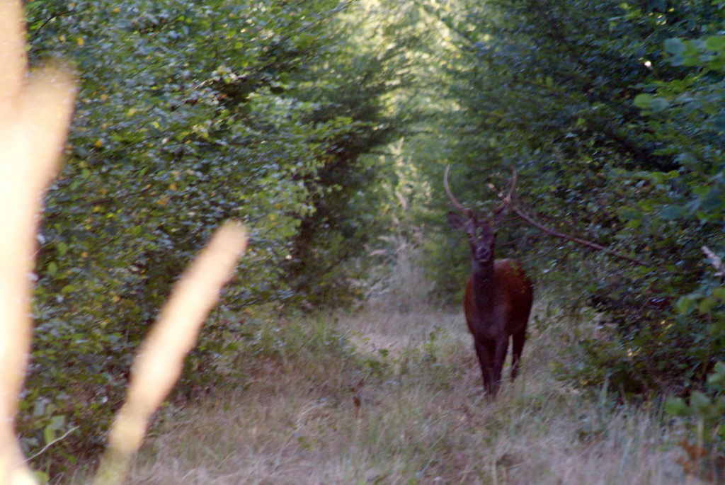 cerf